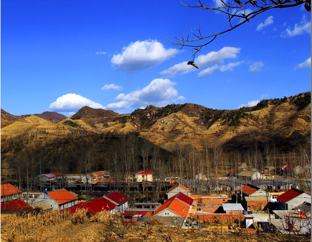 大山深处 摄影 冰峰雪莲