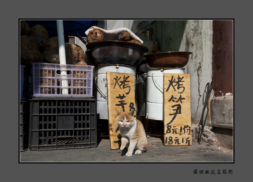 猫咪看摊~ 摄影 朦胧的淡蓝