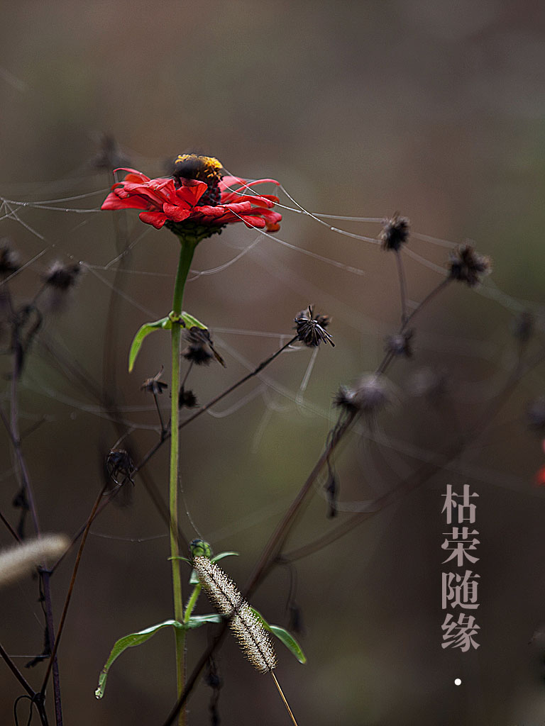 枯荣随缘 摄影 安钢