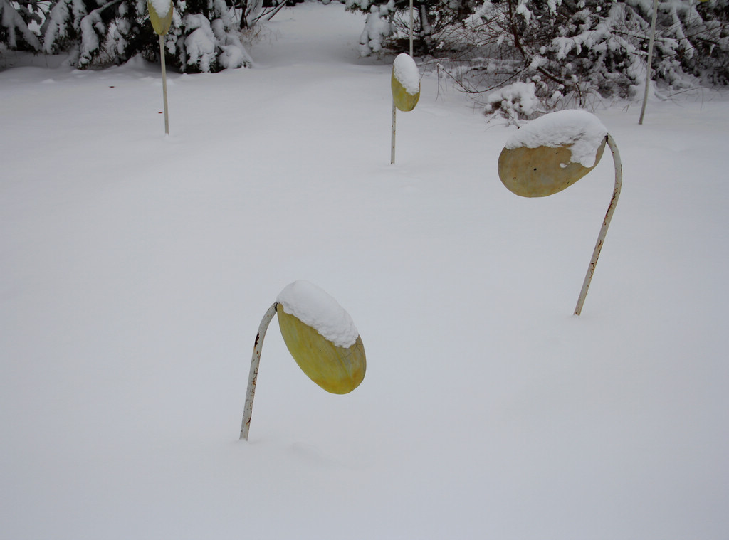 春芽傲雪 摄影 新不老