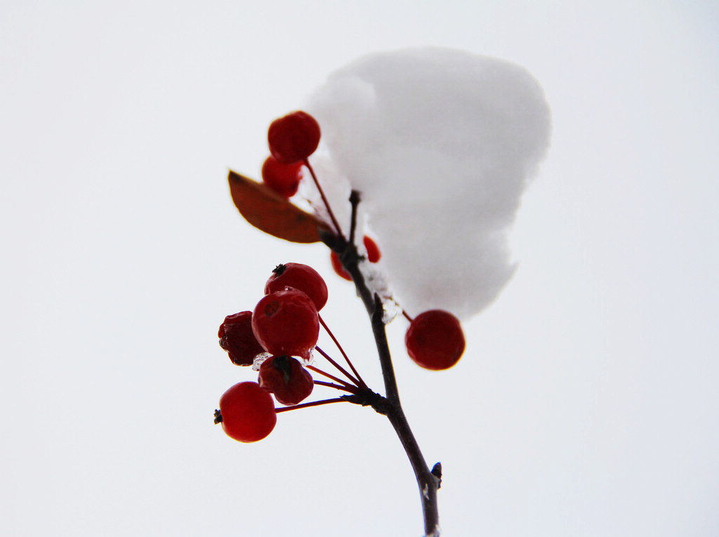 冰雪海棠2 摄影 新不老