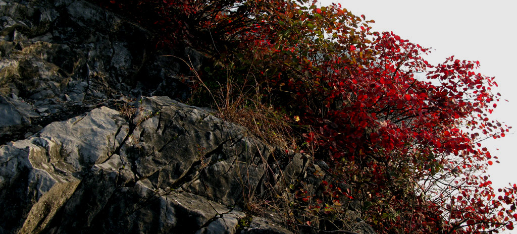 三峡红叶美（1） 摄影 地瓜大哥