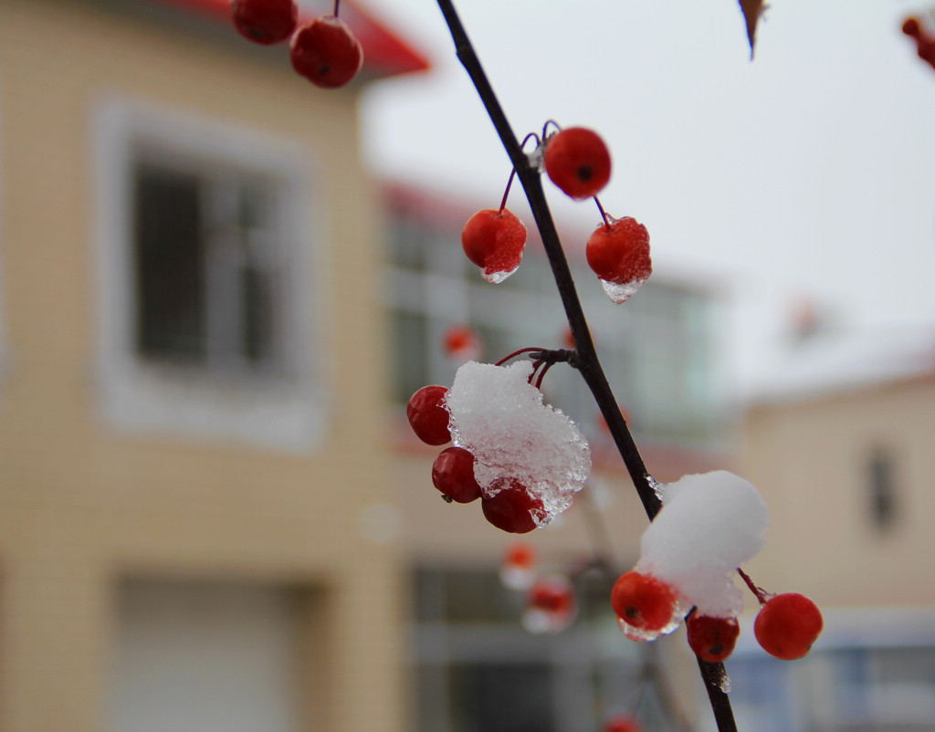 冰雪海棠3 摄影 新不老