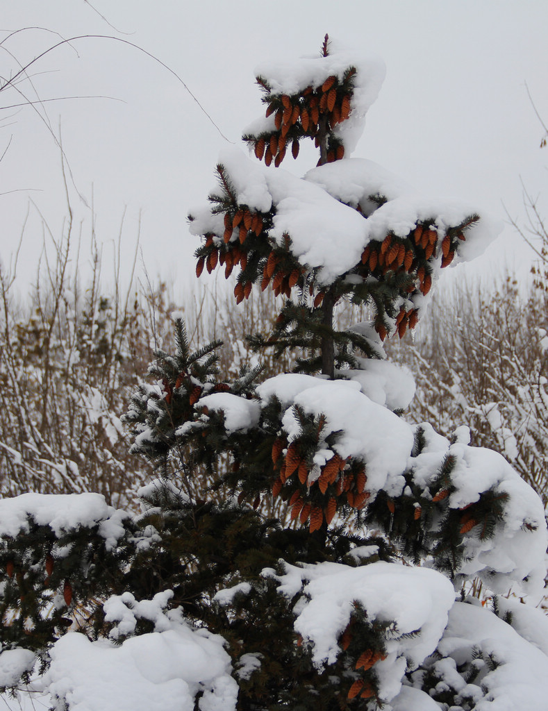 青松傲雪 摄影 新不老