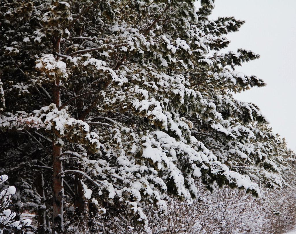 雪松 摄影 新不老