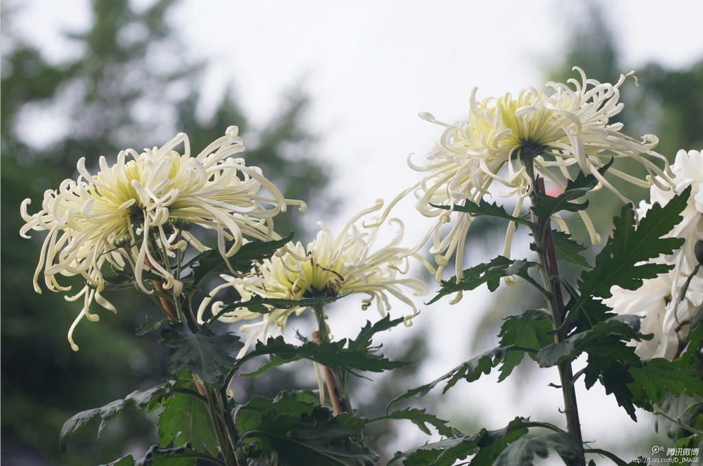 南湖菊花 摄影 南帝