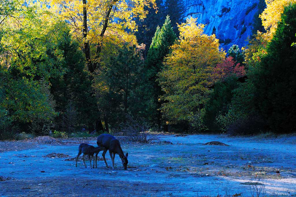 美国风光<yosemite>之一 摄影 金石001