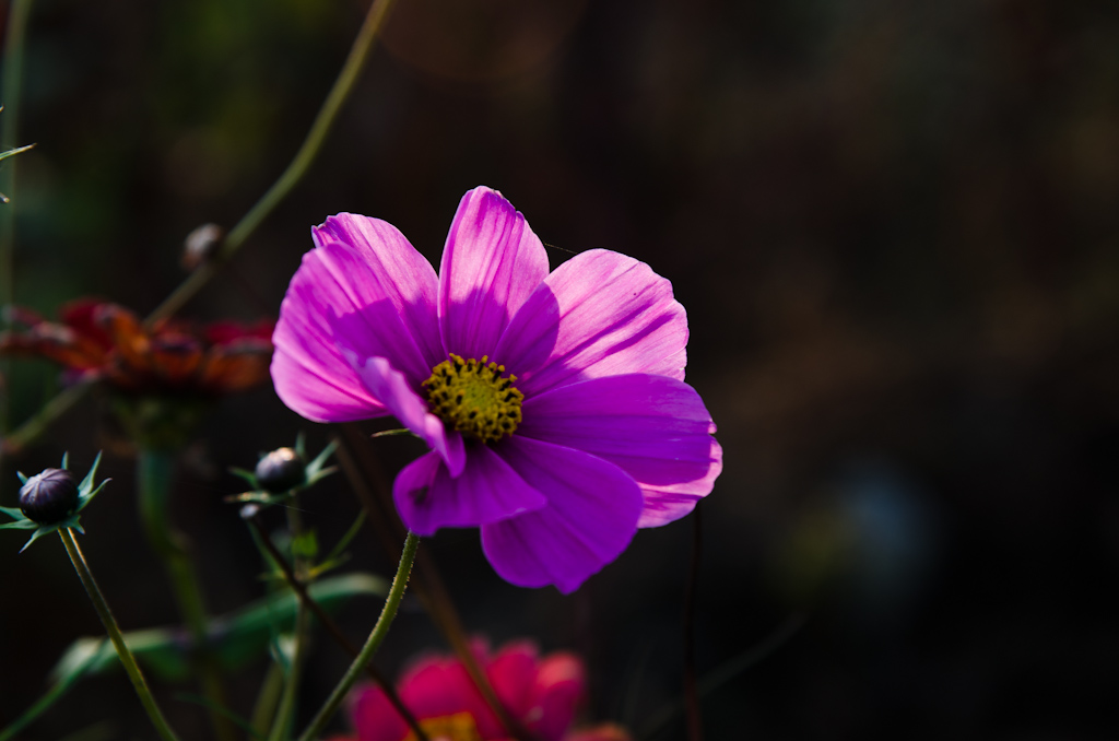 鲜花 摄影 狼鹰