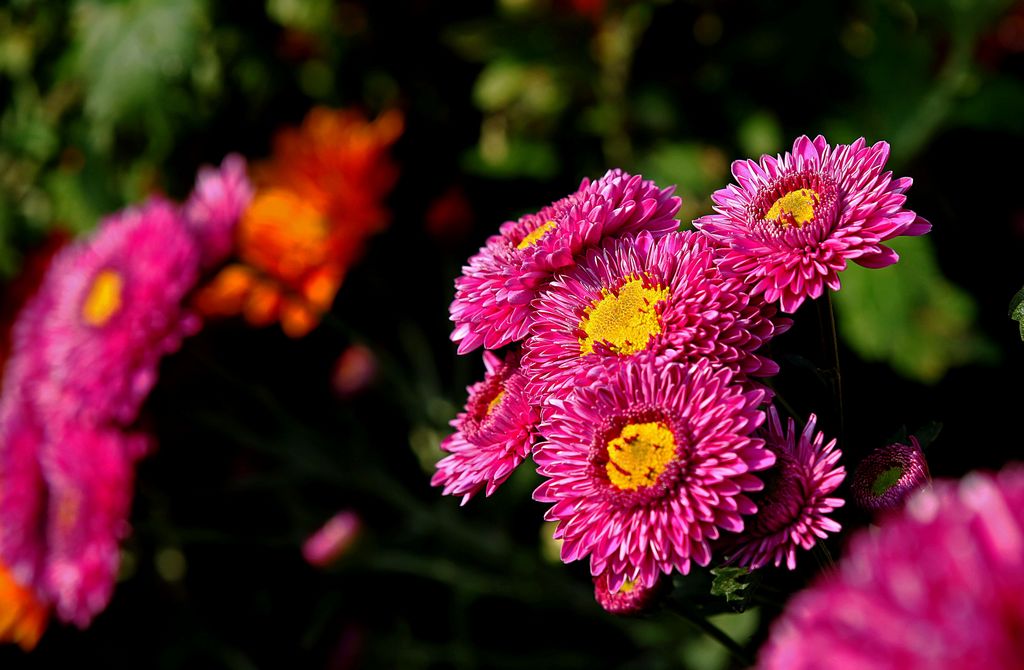 菊花 摄影 老古董1