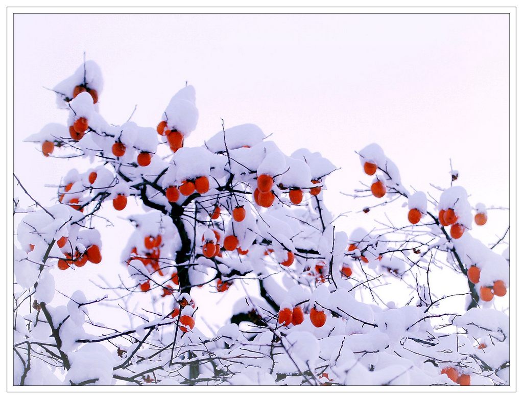 雪里红2 摄影 黄河鱼翁