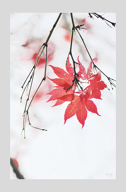 红泪坠深秋 摄影 花间梦事