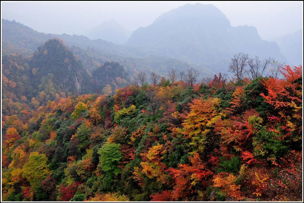 光雾山秋色 摄影 yangguanga