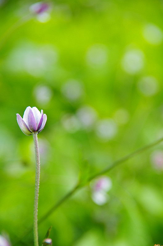 草原小花 摄影 地马儿