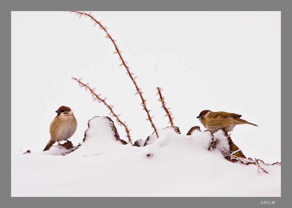 雪中雀 摄影 戈壁红柳