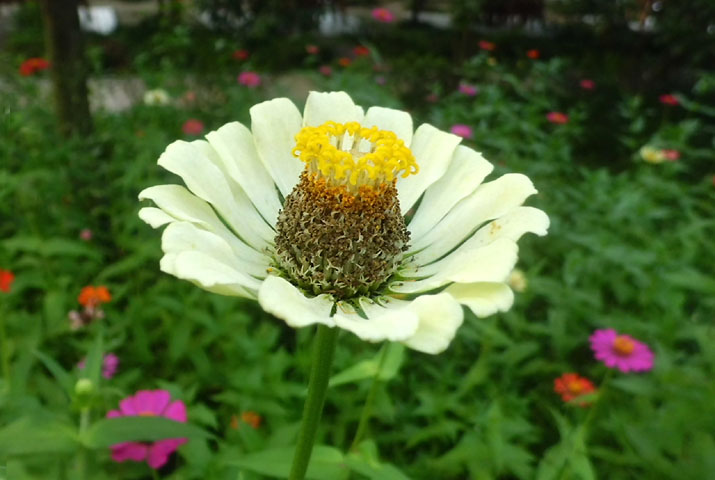 花花 摄影 紫色女人