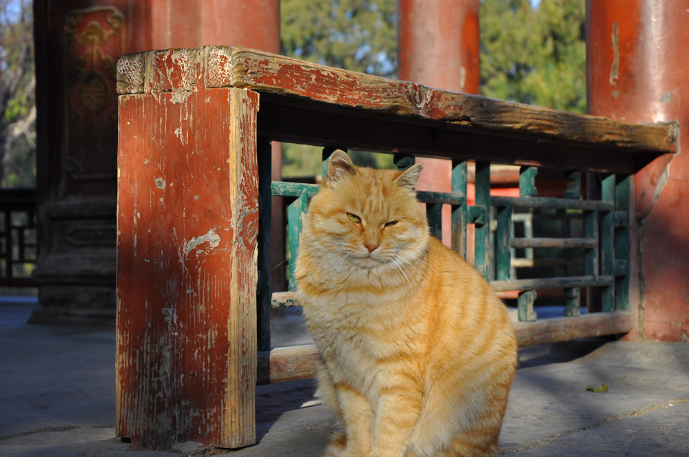 慵懒的猫 摄影 石头时