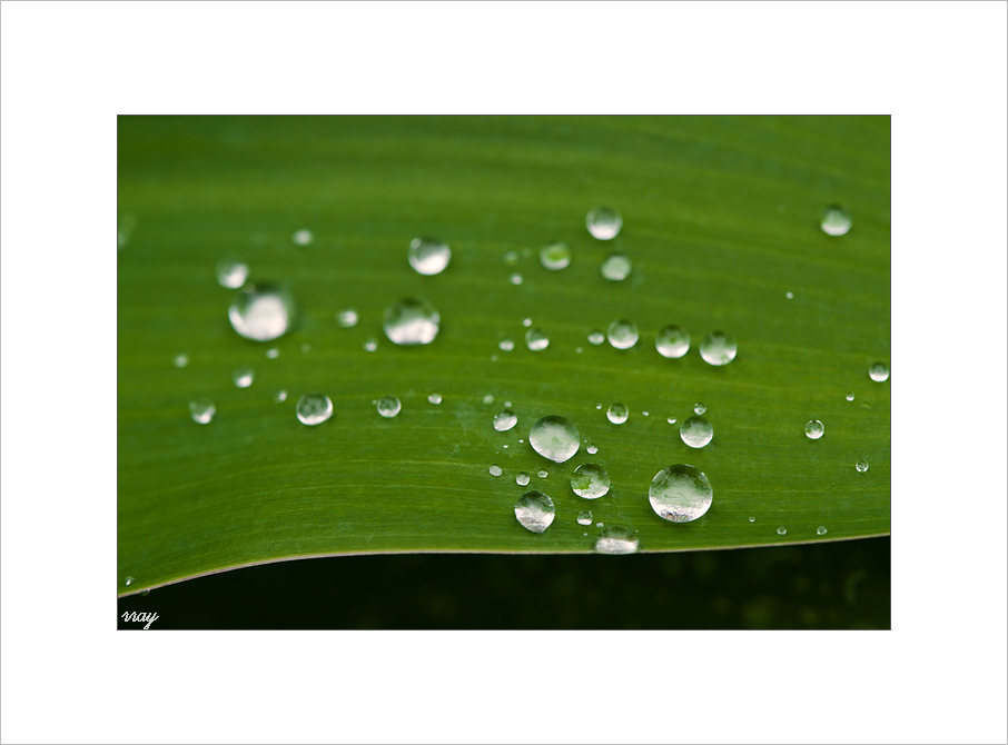 雨　．记忆 摄影 花间梦事