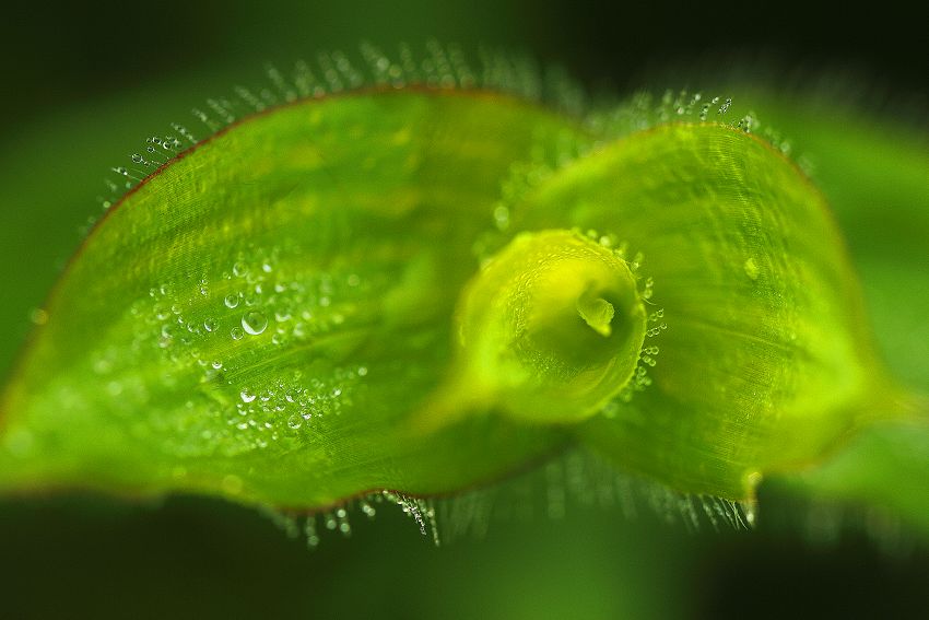 小草 摄影 三江影迷