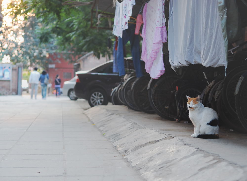 看车猫 摄影 luzhouzjy