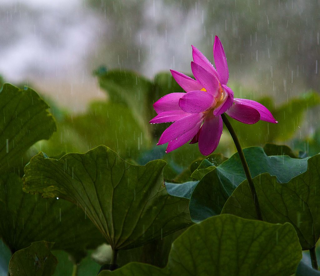 芙蓉雨中艳 摄影 上虞鲁班