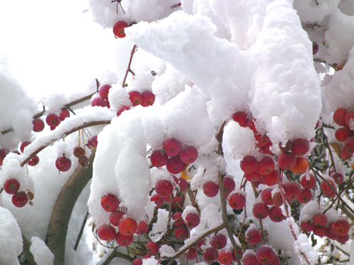 雪压海棠果 摄影 魏久淋