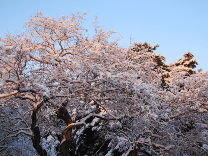 盛京大雪 摄影 叶枫红