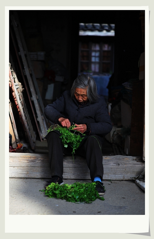 摘芹菜叶 摄影 景色