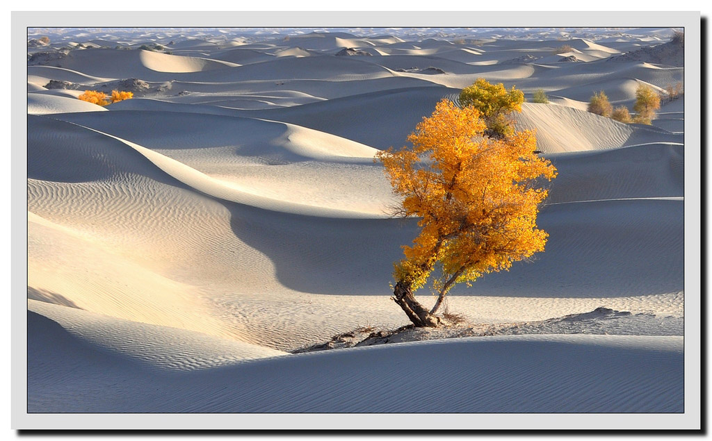 沙漠胡杨 摄影 少小离川