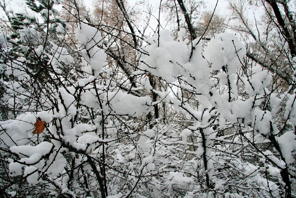 雪绒花语 摄影 秋水孤鹜