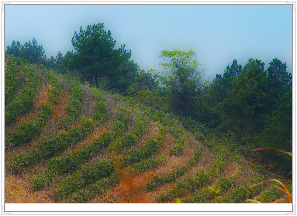 冬.茶山 摄影 mx飞毛腿