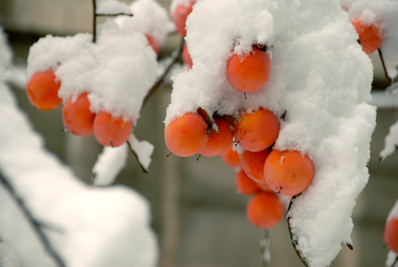 雪兆丰年 摄影 宝成铁路