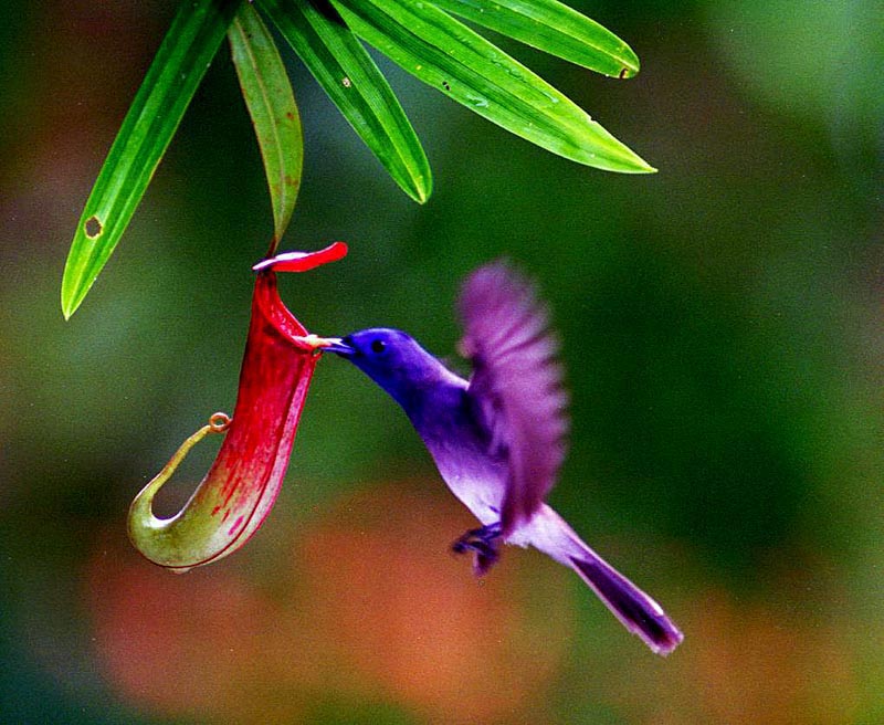 bird 摄影 葉鍾華