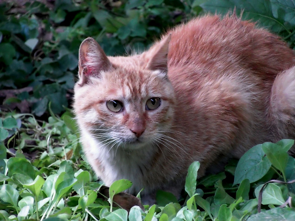 寻找受惊的三只小猫仔！ 摄影 西部青松