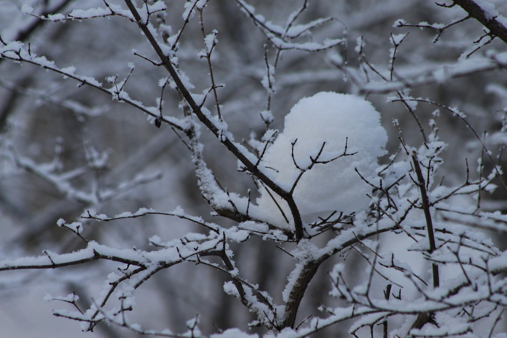 雪花 摄影 justin2011