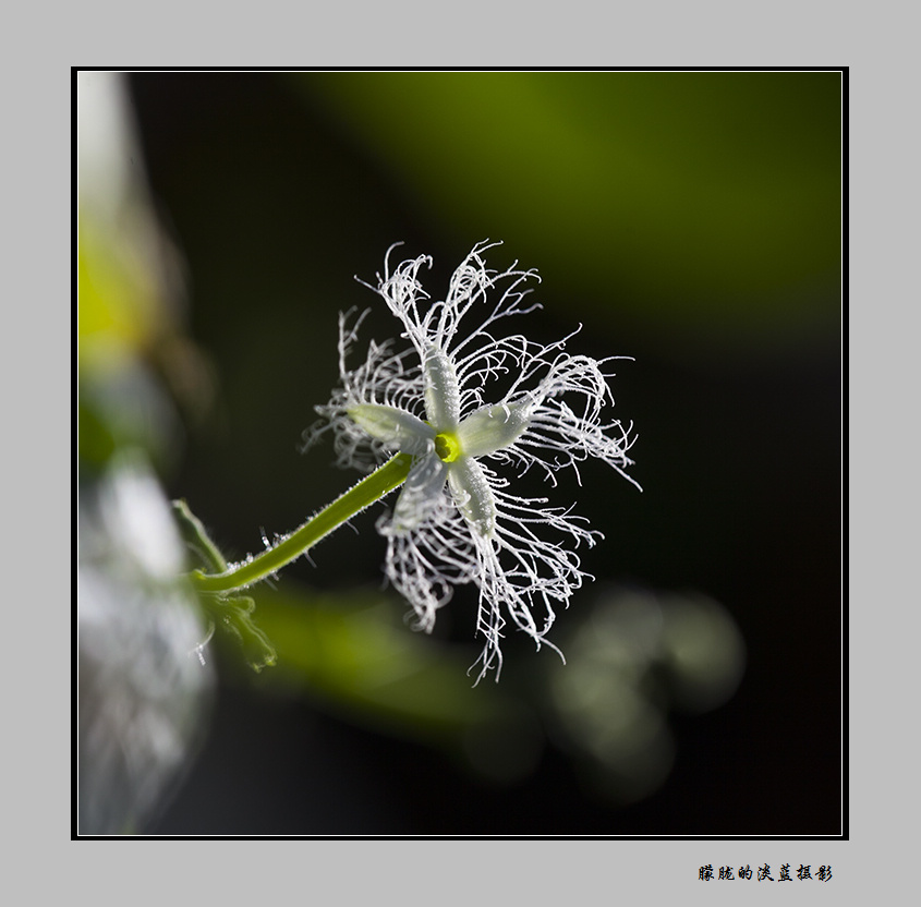 如雪之花 摄影 朦胧的淡蓝