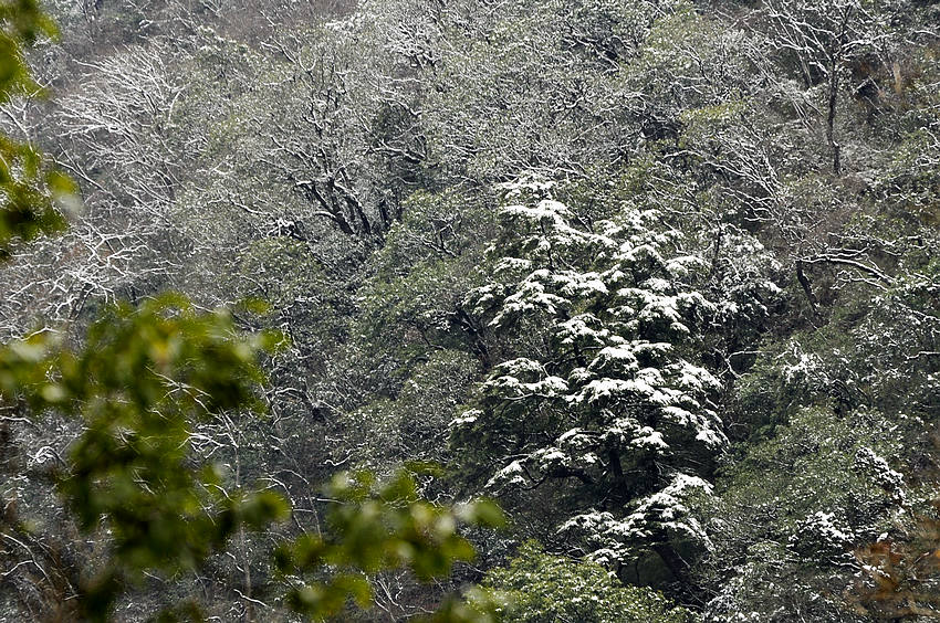 雪后的东拉山 摄影 蓉城一朵云