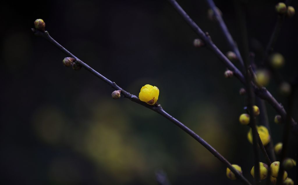 《怜取暗香那一枝》 摄影 残月晓风