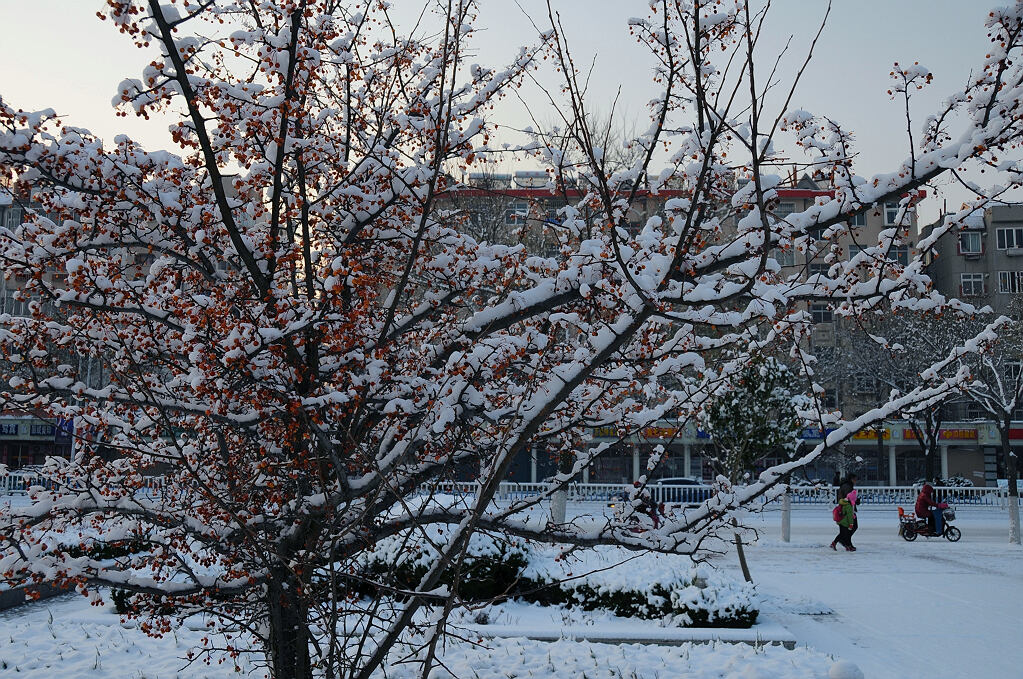 街头雪后 摄影 海阳鱼飞