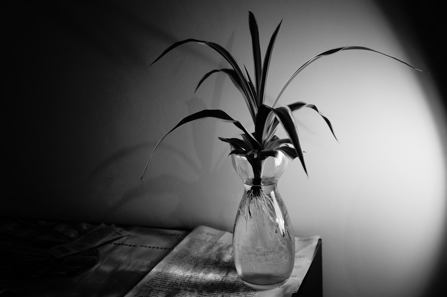 水中草 摄影 CuiXS