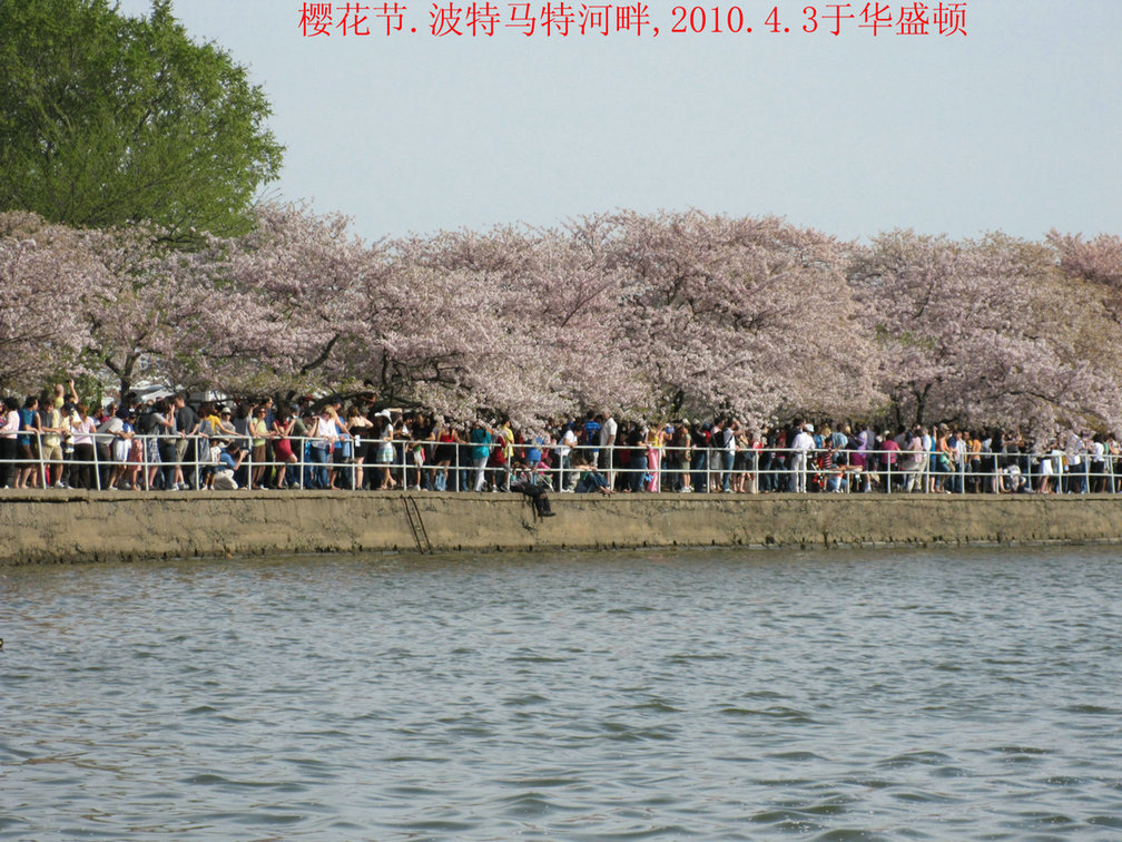 华盛顿的樱花节 摄影 海外来客