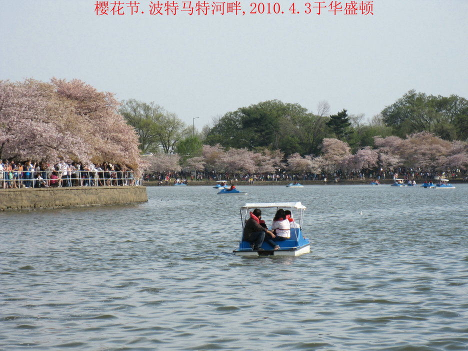 华盛顿的樱花节--波特马特河旁 摄影 海外来客