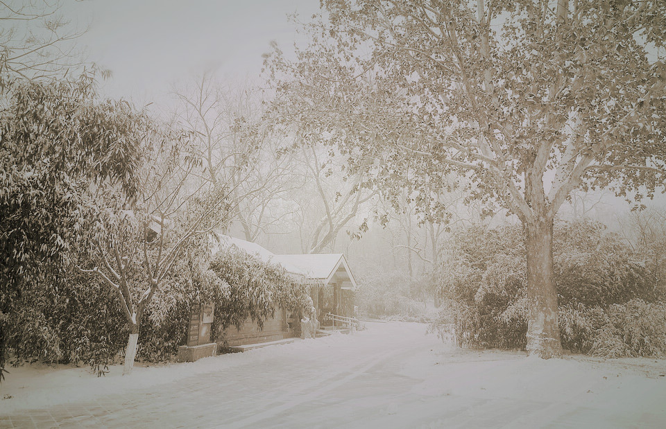 下雪啦 摄影 高枕无忧