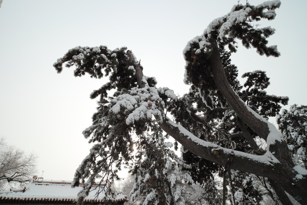 清福陵的雪妆-2 摄影 无限江山