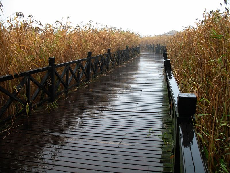 路漫漫雨茫茫 摄影 大可也