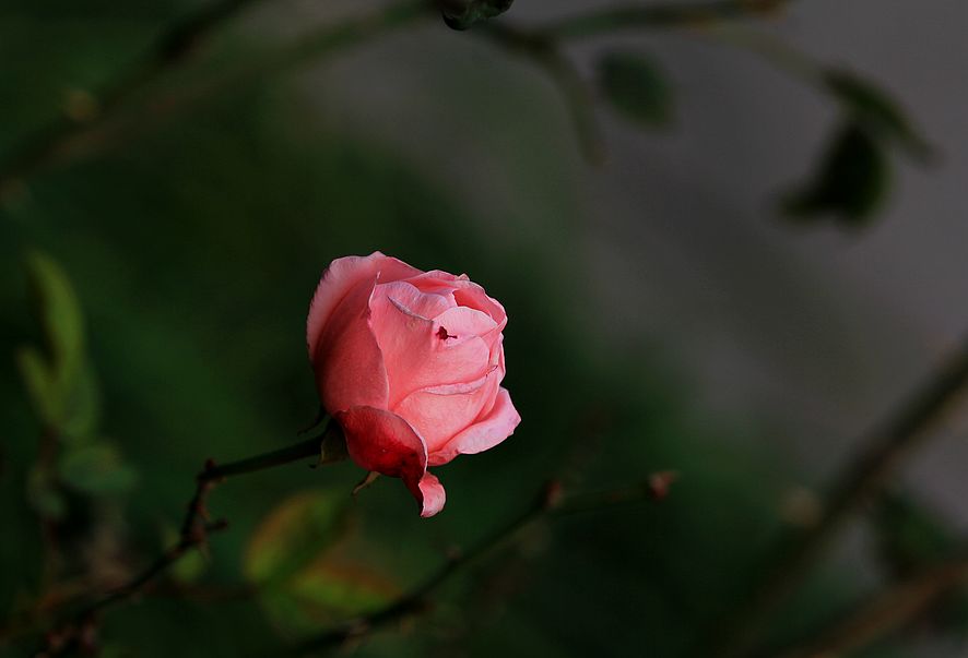 冬天的月季花， 摄影 竹舞朝阳