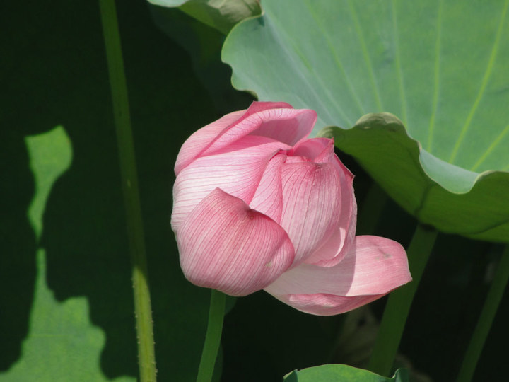 花【望大师点评】 摄影 122490748张