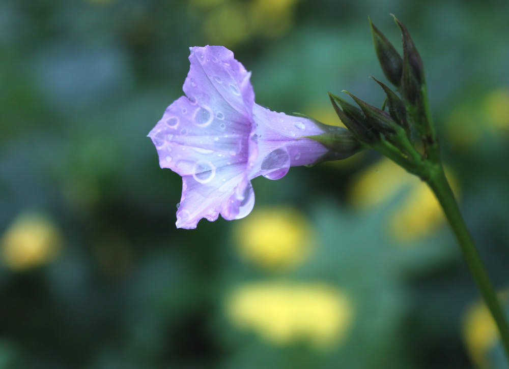 雨后花朵 摄影 腾飞