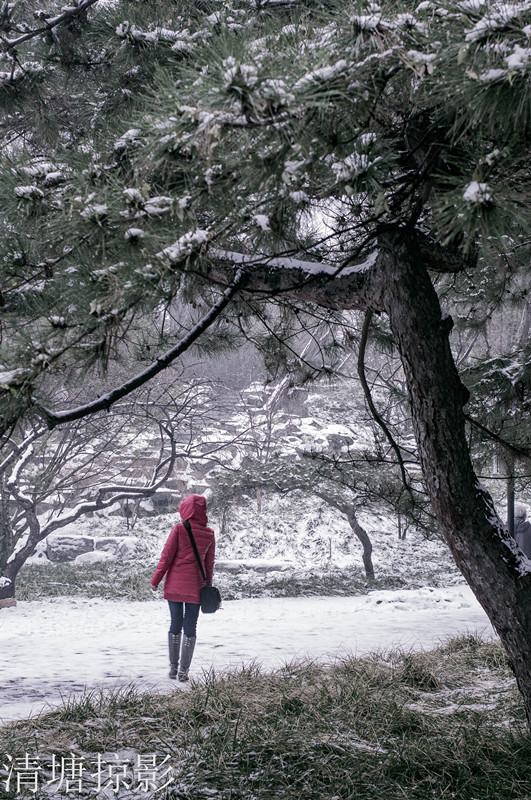 冰冷雪艳1 摄影 清塘掠影