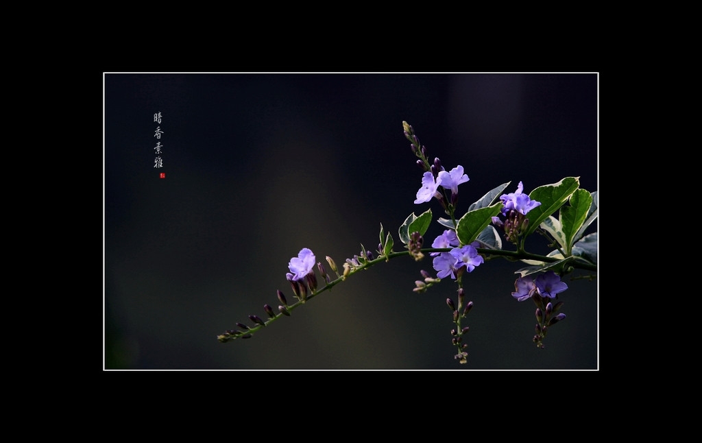 花朵【请点击看大图】 摄影 玄9.