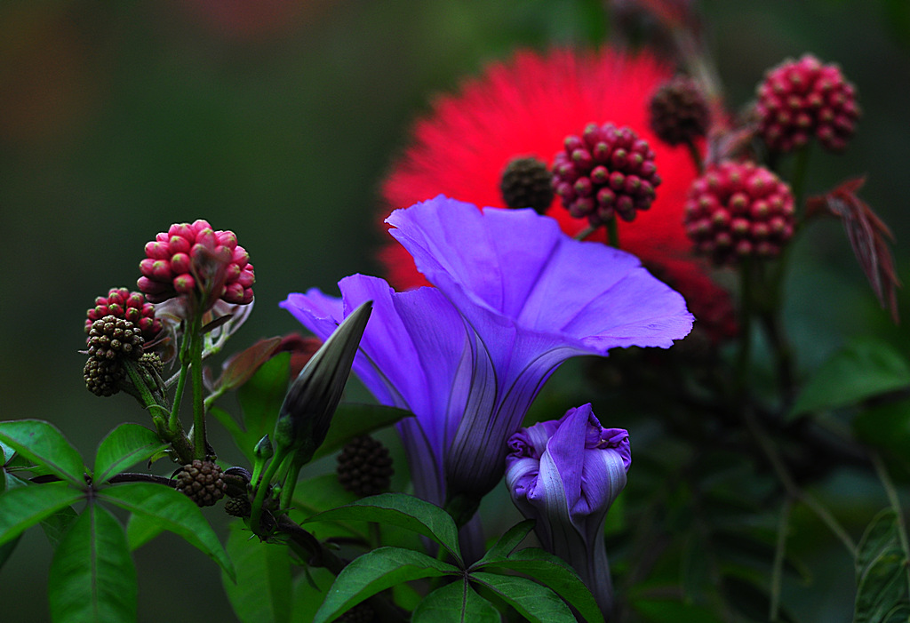 牵牛花---合欢花 摄影 轩辕剑5